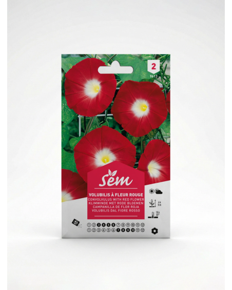 Volubilis à fleur rouge – Semences de fleurs grimpantes | Agriclic.tn