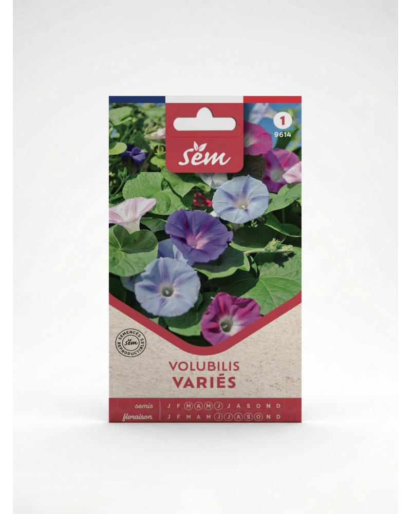 Volubilis Varié – Semence Ipomoea Grimpante | Agriclic.tn