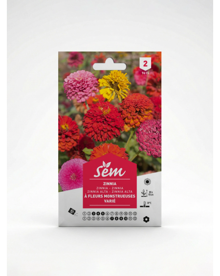 Zinnia à Fleur Monstrueuse – Semences de fleurs | Agriclic.tn