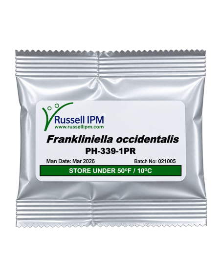 Phéromone Frankliniella occidentalis – Piège Thrips | Agriclic.tn