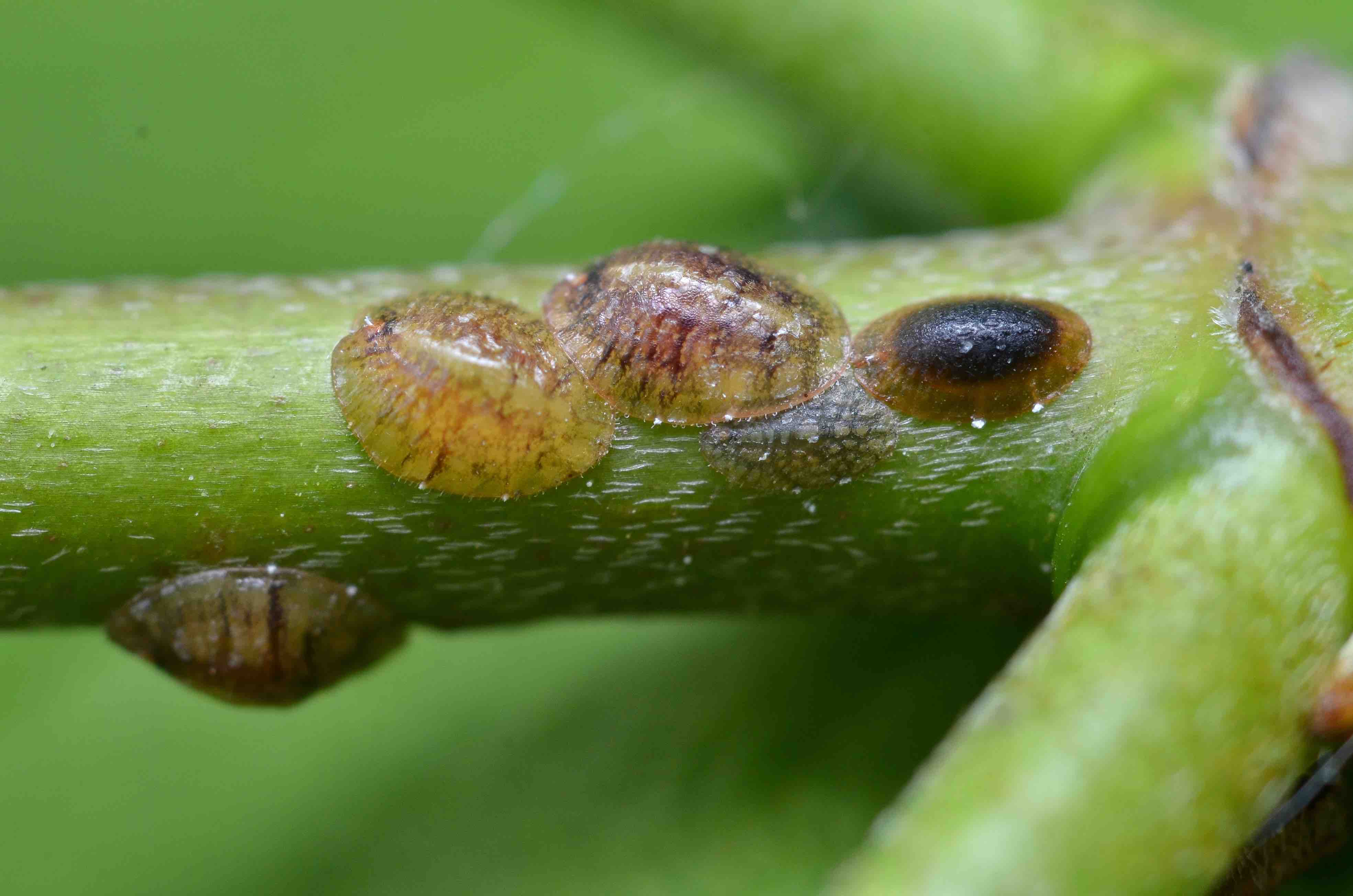 Cochenille