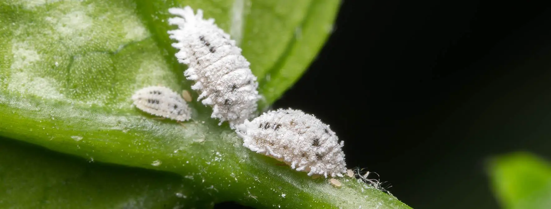 Cochenille fraineuse