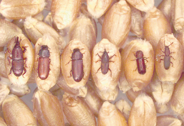 Insectes des denrées stockés