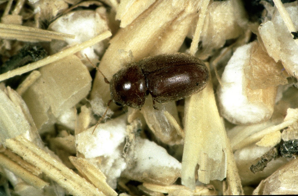 Lasioderma serricorne