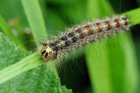 Lymantria dispar
