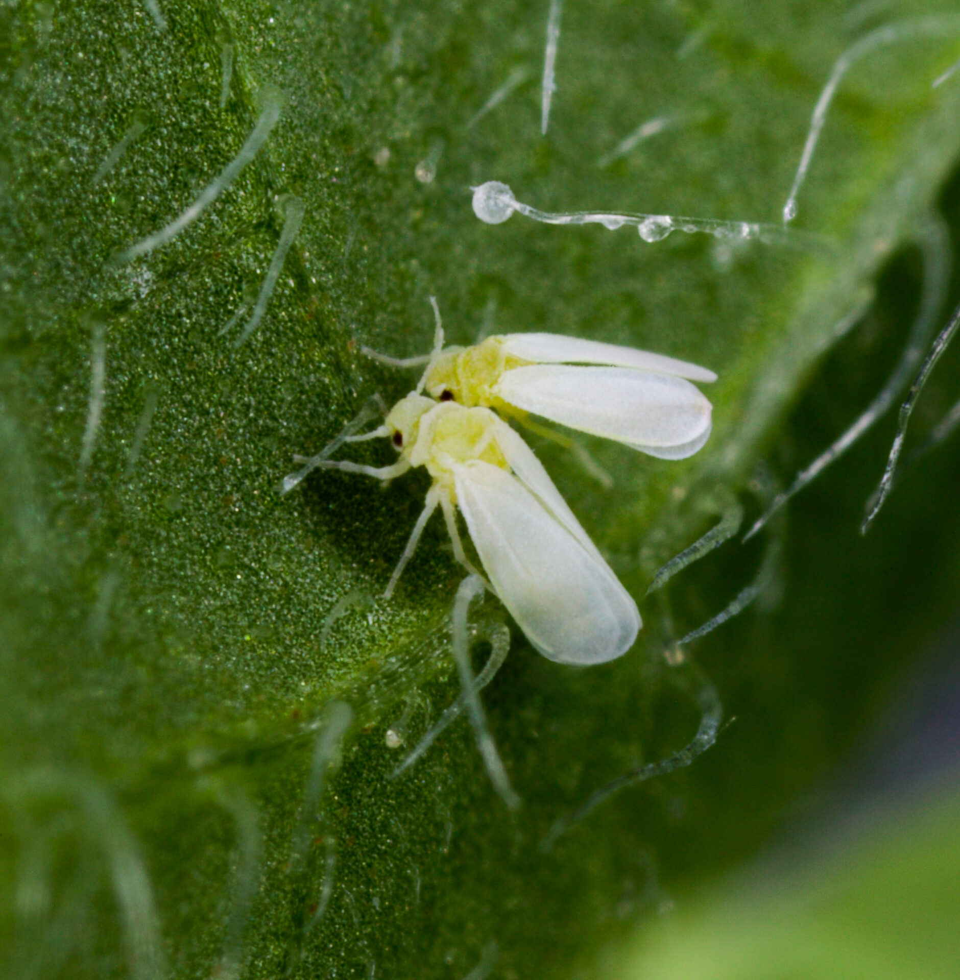 Mouche Blanche