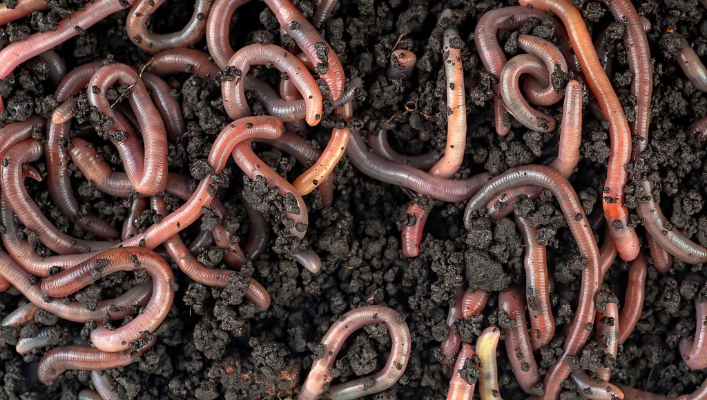 Nématodes