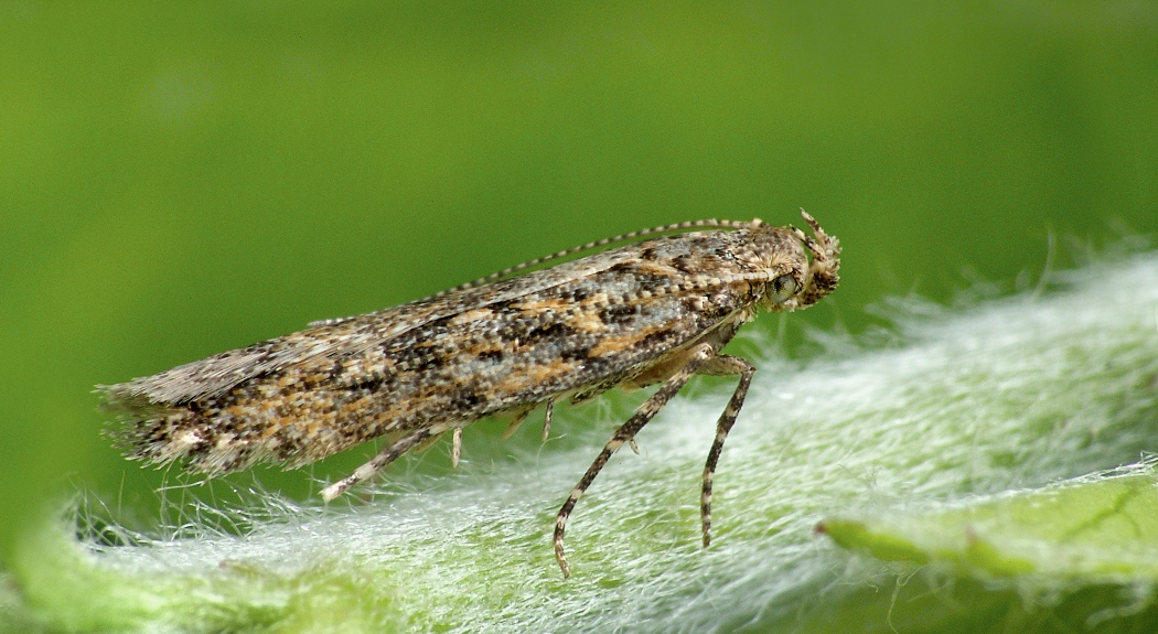 Tuta Absoluta