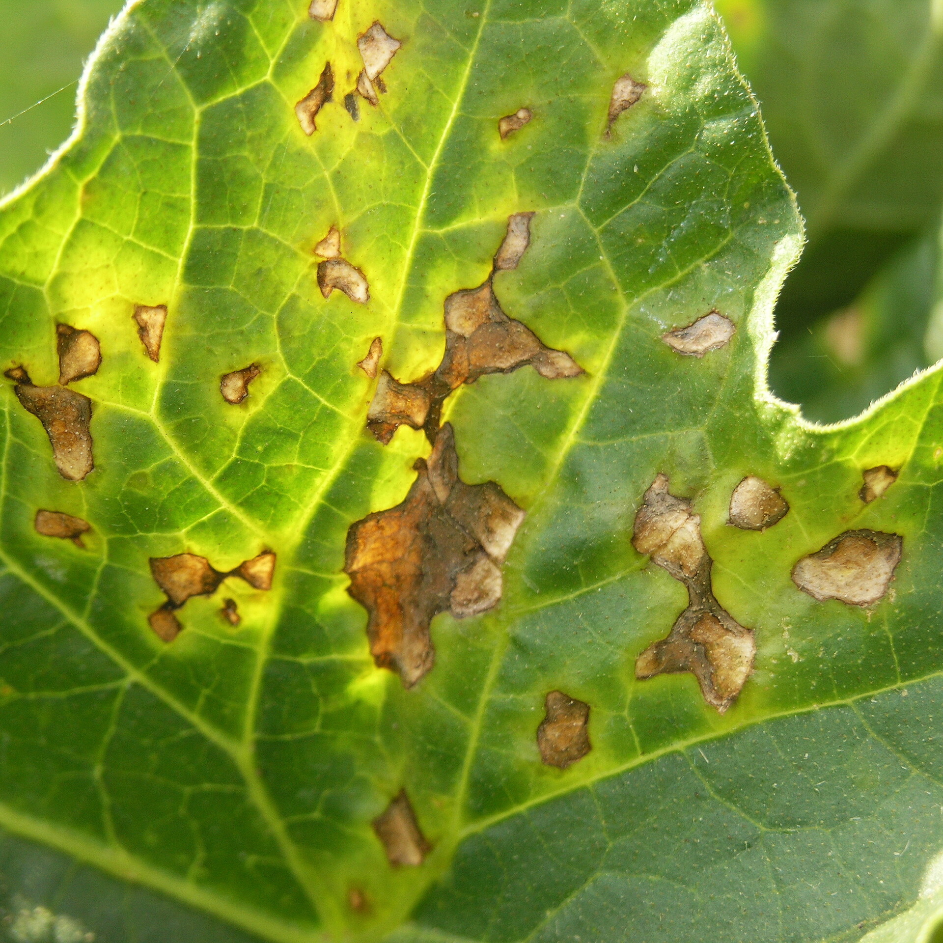 Anthracnose