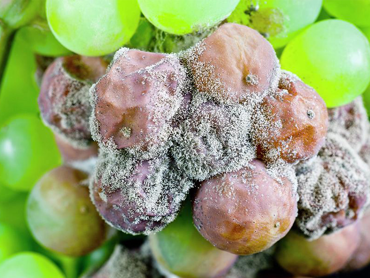Botrytis