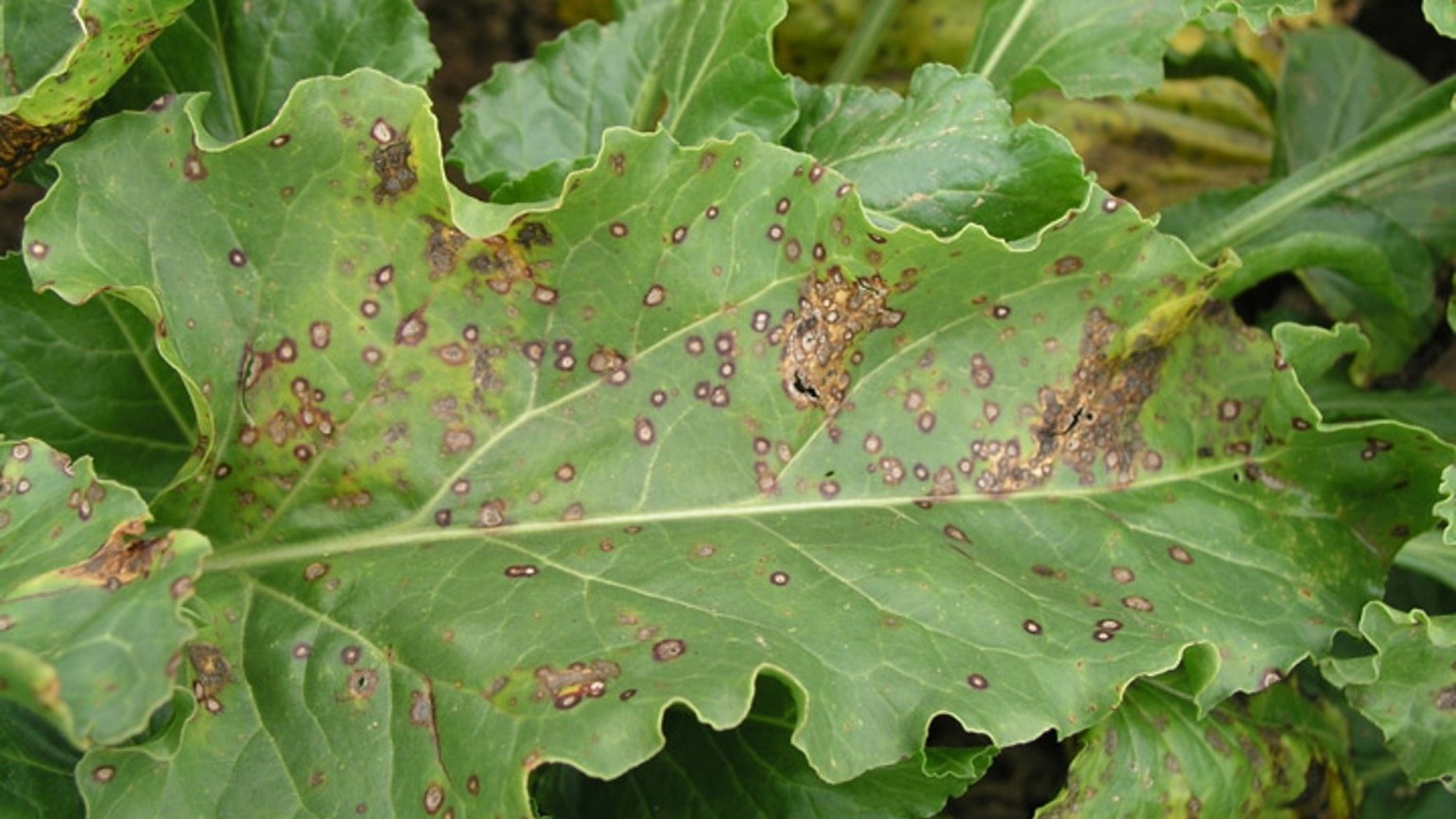 Cercosporiose