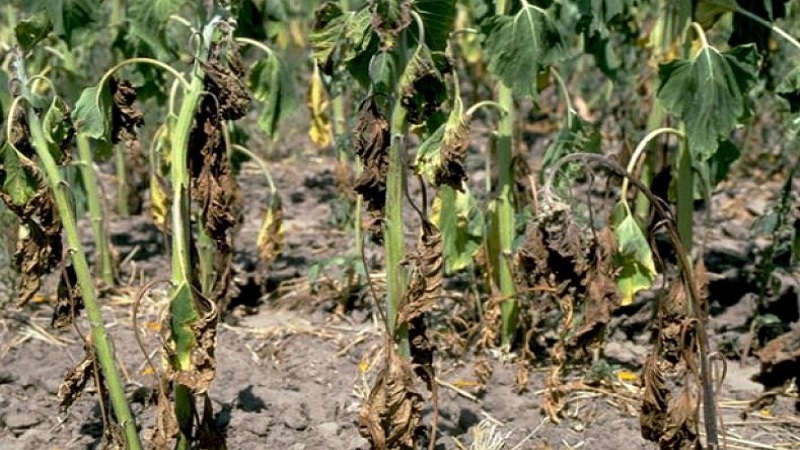 Fusarium