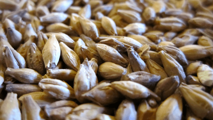 Fusarium des semences