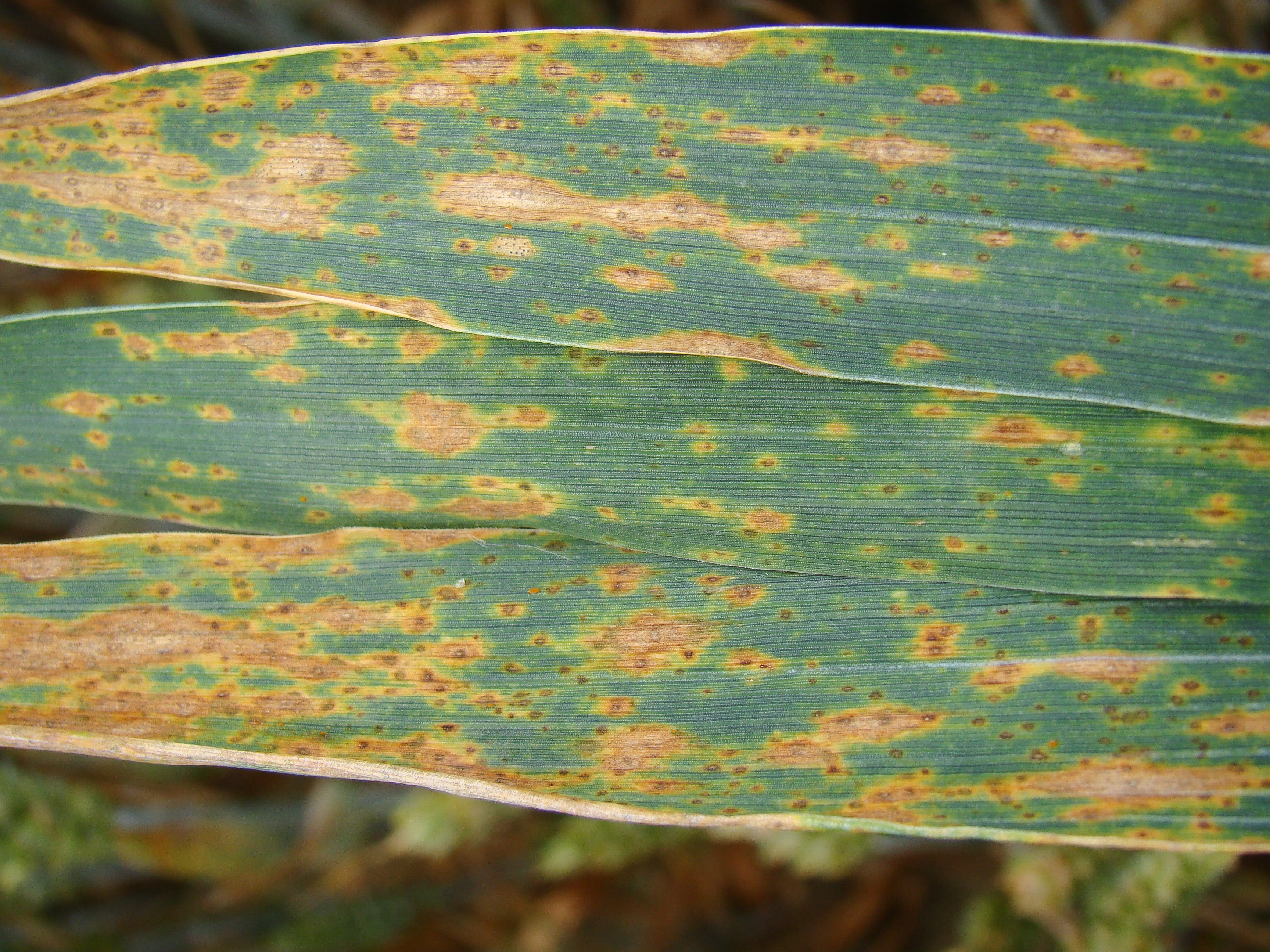 Helminthosporiose
