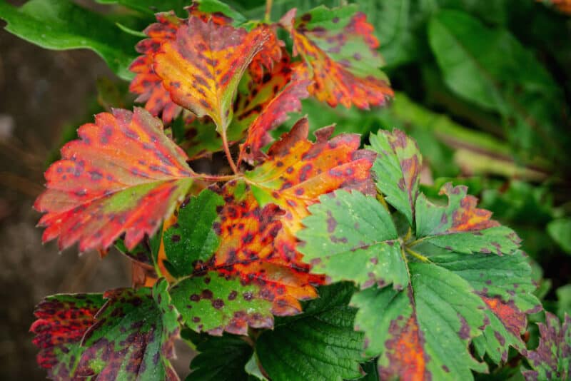 Maladies des taches pourpres