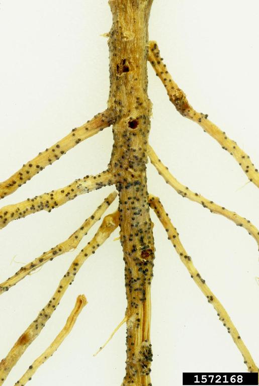Monosporascus