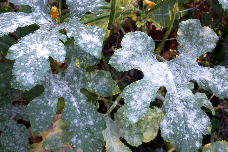 Oidium