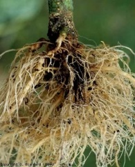 Pythium