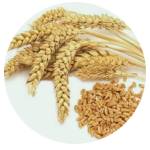 Céréales