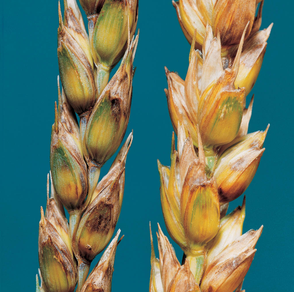 Septoriose