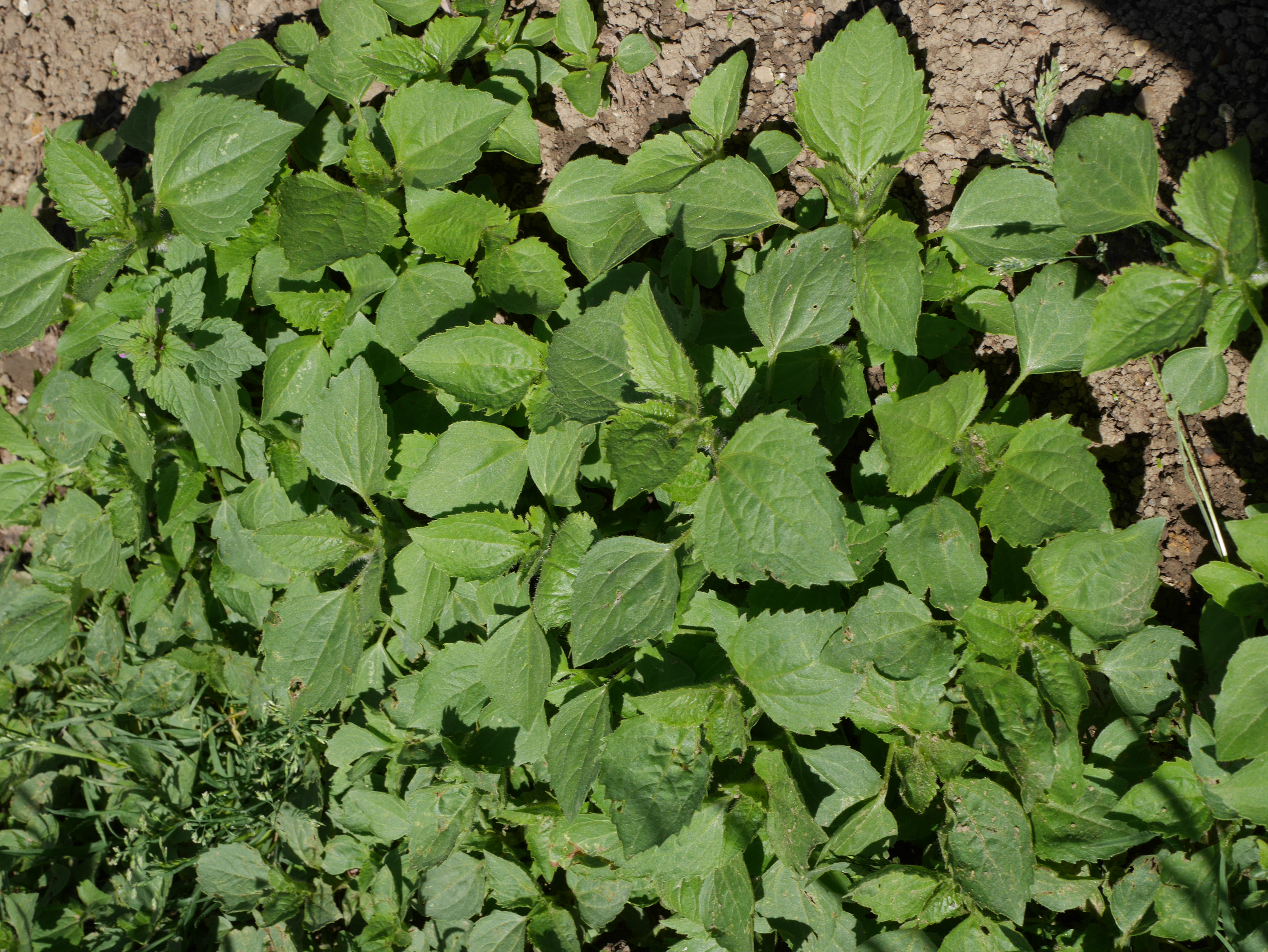 Mauvaise herbes