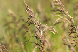Brome