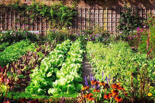 Potager