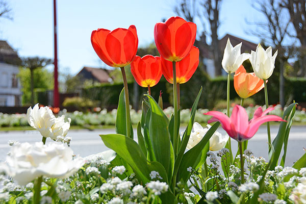 Fleuris