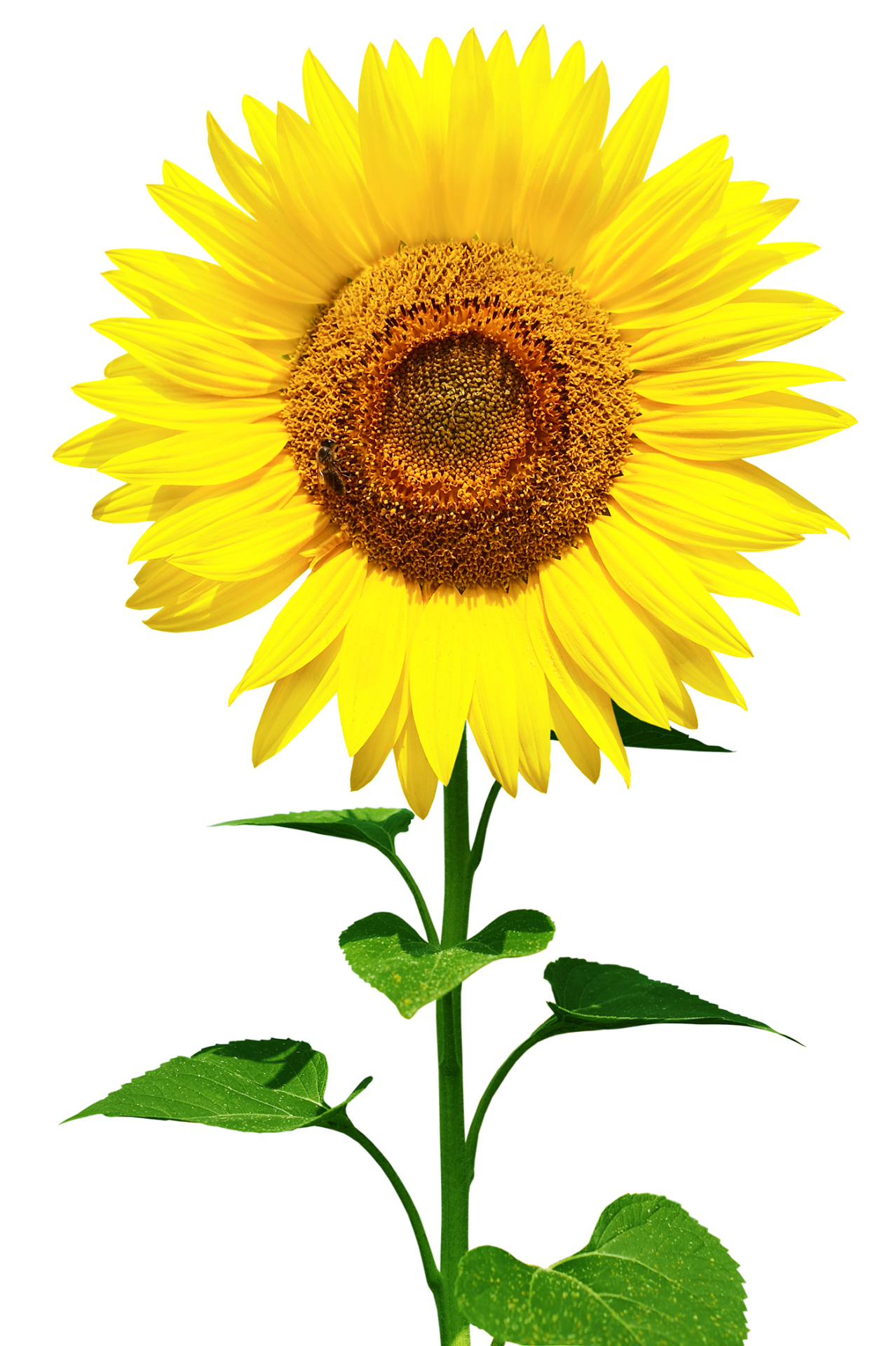 Tournesol - دوار الشمس