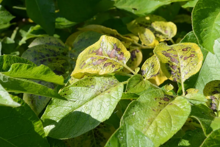 Alternaria