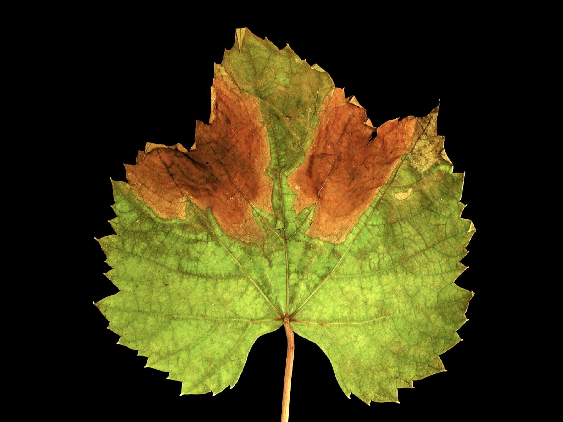 Rougeot parasitaire