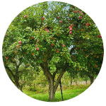 Arboricultures