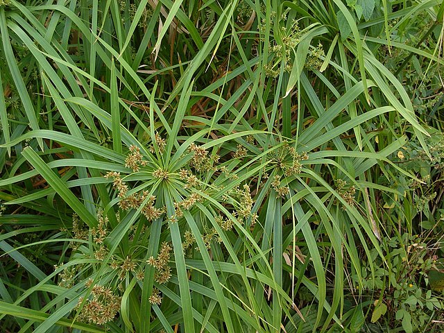 cypérus