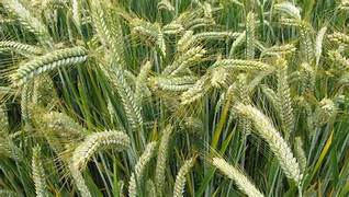 Triticale - تريتيكال