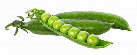 Petit Pois - جلبانة