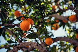 Agrumes - قوارص