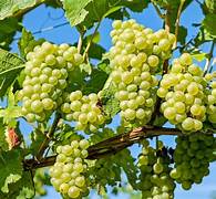 Vigne - عنب طاولة