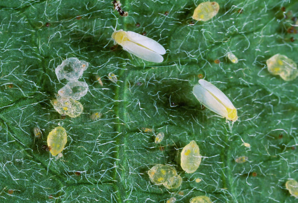 Aleurodes