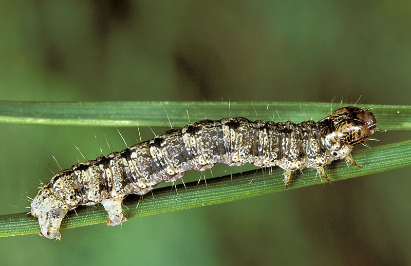 Chenilles des microlépidoptères