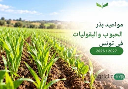 مواعيد بذر الحبوب والبقوليات في تونس للموسم الفلاحي 2026–2027