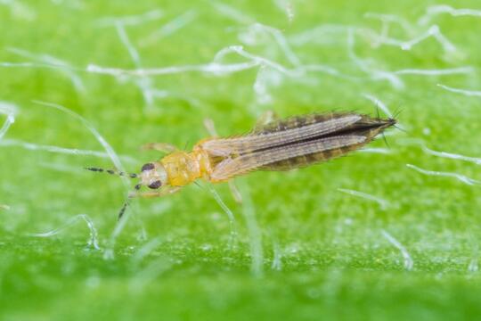 Les thrips : ?????? ???.